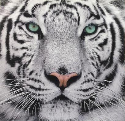 Cuadro Tigre Blanco  95x95 2
